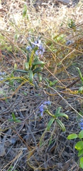 Halgania andromedifolia