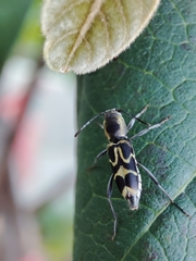 Perissus laetus