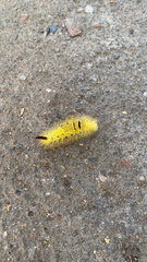 Calliteara pudibunda