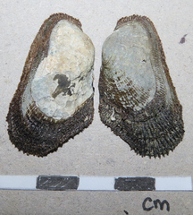 Barbatia virescens