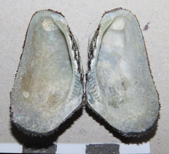 Barbatia virescens