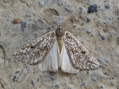 Compsoptera jourdanaria