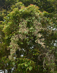 Clematis pickeringii