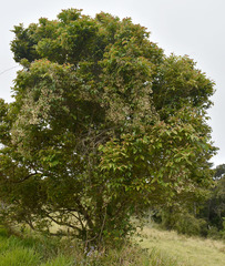 Clematis pickeringii