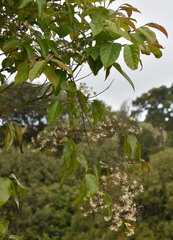 Clematis pickeringii