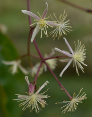 Clematis pickeringii