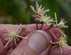 Clematis pickeringii