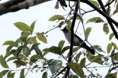 Brachypodius eutilotus