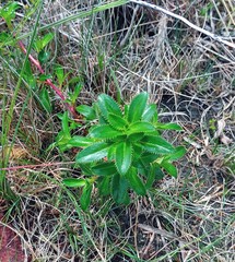 Cliffortia ferruginea