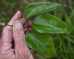 Clematis pickeringii