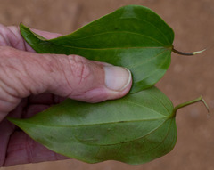 Clematis pickeringii