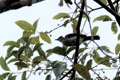 Brachypodius eutilotus