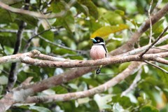 Eurylaimus ochromalus