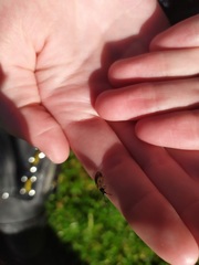 Lagria hirta
