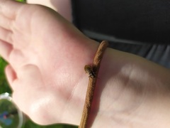 Lagria hirta
