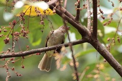 Rubigula erythropthalmos