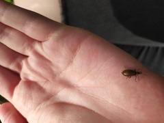 Lagria hirta