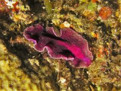 Pseudoceros rubronanus