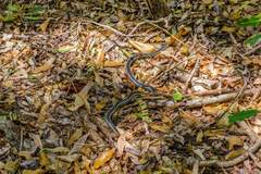 Liophidium vaillanti