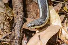 Liophidium vaillanti