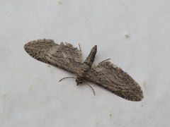 Eupithecia unedonata