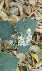 Solanum nigrum