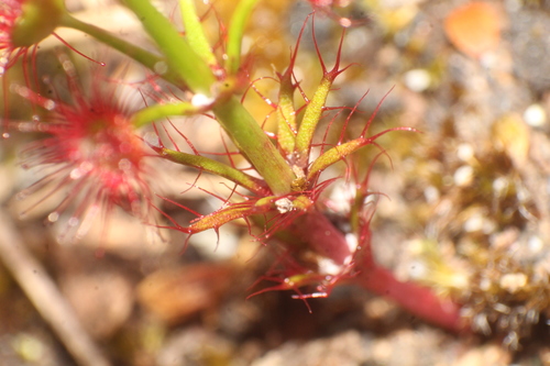 Drosera fimbriata