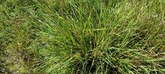Muhlenbergia expansa