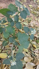 Solanum nigrum