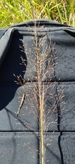 Muhlenbergia expansa