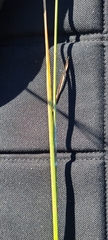 Muhlenbergia expansa