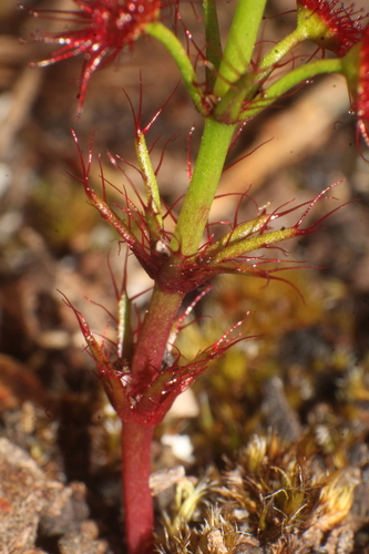 Drosera fimbriata