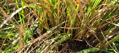 Muhlenbergia expansa