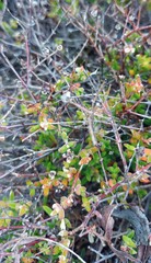 Drosanthemum parvifolium