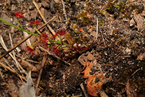 Drosera fimbriata