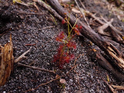 Drosera fimbriata