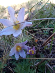 Pulsatilla patens
