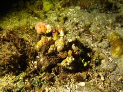 Camposcia retusa