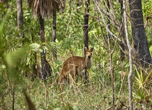 Antilopine Wallaroo