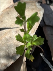 Xanthosia tridentata