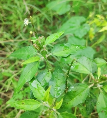 Croton bonplandianus