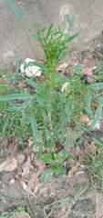 Tagetes