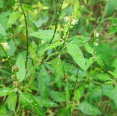 Croton bonplandianus
