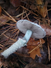 Stropharia aeruginosa