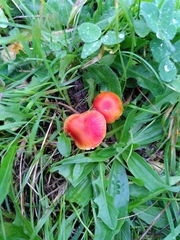 Hygrocybe insipida
