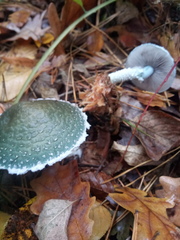 Stropharia aeruginosa