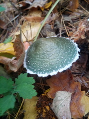 Stropharia aeruginosa