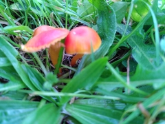 Hygrocybe insipida