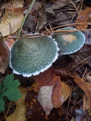 Stropharia aeruginosa