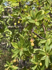 Bursera cerasiifolia